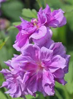 Blüten 7.webp