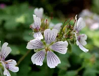 Blüten 4.webp