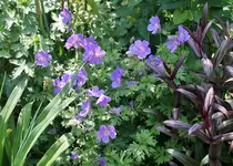 Blüten 8.jpg