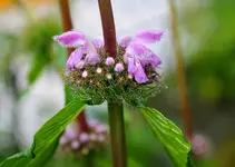 Blüten 12.webp