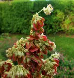 DSCF1089 (2).webp