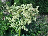 DSCF1016 (2).webp