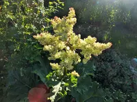DSCF1009 (2).webp