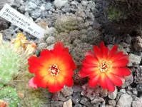 SAM_9663.webp