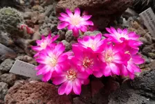 SAM_9664.webp