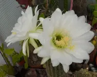 SAM_9724.webp