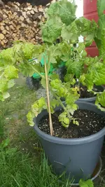 IMG-20180524-WA0015-768x1365.webp