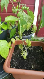 IMG-20180524-WA0017-768x1365.webp