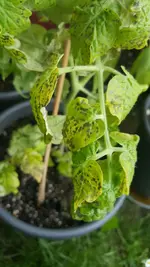 IMG-20180524-WA0019-768x1365.webp