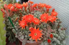 Chamacereus silvestrii.JPG