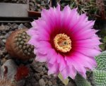 Echinocereus fitchi bergmanmi.JPG