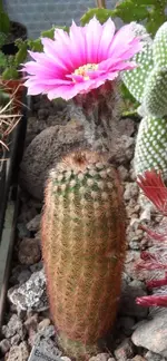 Echinocereus fitchi bergmanmi1.JPG