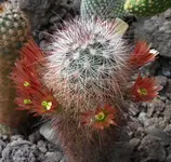 Echinocereus russanthus.JPG