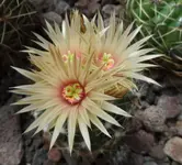 Escobaria1.JPG