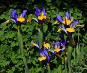 Iris_blau_gelbe Zungen_900.webp