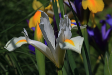 Iris_weiss1_makro_900.webp
