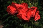 Staudenmohn rot_2 of a kind_900.JPG