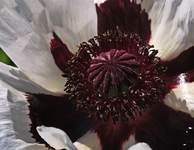 Staudenmohn_weiss_Stempel_violett2_makro_900.webp