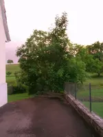 2016-06-15 Namenloses Gehölz3.webp