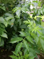 2016-06-15 Namenloses Gehölz1.webp