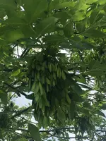 2018-05-22 Namenloses Gehölz.webp