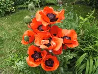 BILD9637.webp