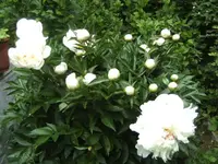BILD9633.webp