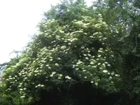 BILD9655.webp