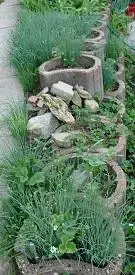 Schnittlauch.webp