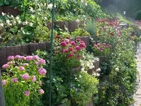 chang cheng Pflanzringe-kl.webp