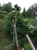 2018-05.24 Hollunder.webp