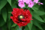 Mohn0117.jpg