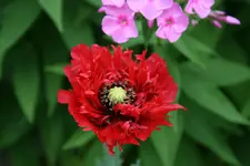 Mohn0117.webp