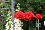 Mohn0516.jpg