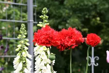 Mohn0516.webp