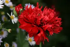 Mohn3617.webp