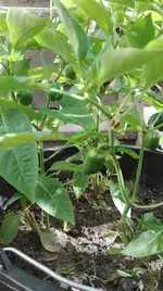 IMG_20180523_171139.webp
