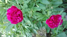 IMG_20180523_164403.jpg