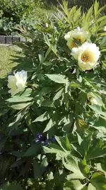 IMG_20180523_164027.jpg