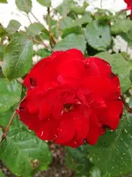 IMG_20180525_095043.webp