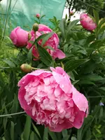 IMG_20180525_094510.webp