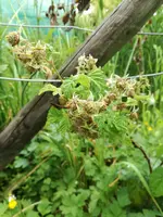 IMG_20180525_094921.jpg