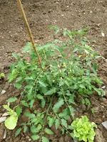 IMG_20180525_094220.webp