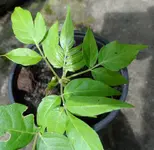 SAM_8680a.webp