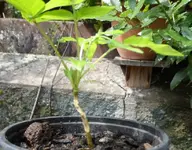 SAM_8681a.webp