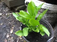 chartreuse_1024x768.JPG
