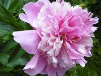 P1020435Pfingstrose.webp