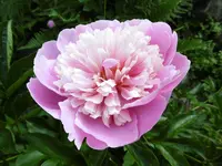 P1020434Pfingstrose.webp