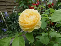 P1020431gelbe Rose.jpg