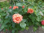 P1020430orange Rose.jpg